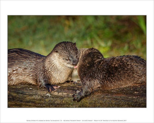 River Otters #5, American River, Sacramento, CA