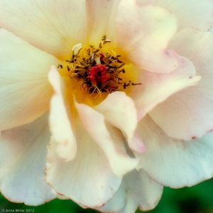 Rose #22c