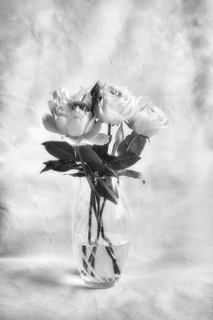 Rose Study #3