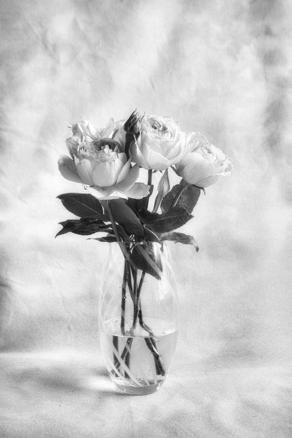 Rose Study #3