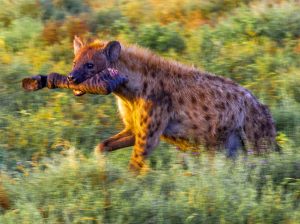 Running Hyena