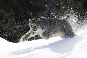 Running Lynx