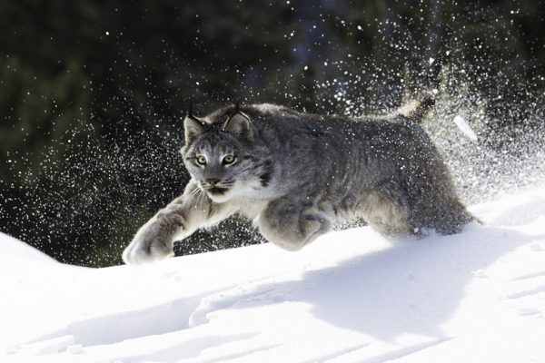 Running Lynx