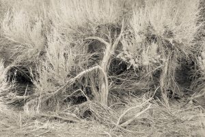 Sagebrush, Lone Pine, California
