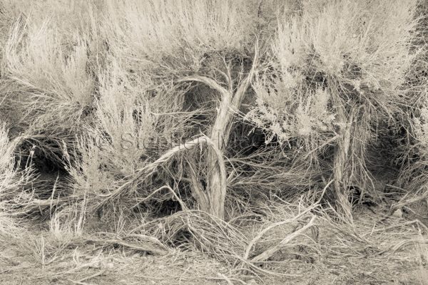 Sagebrush, Lone Pine, California