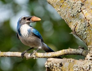 Scrub Jay with Nut