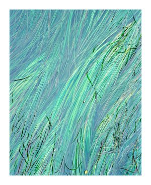 Sea Grass