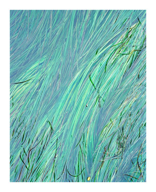 Sea Grass