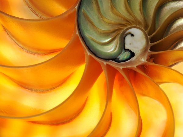 Shell Slice