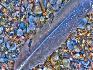 Shells & Feather, Lake Tahoe