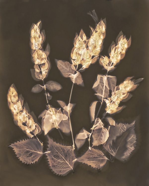 Shrimp Plant #1
