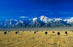 Sierra Cows