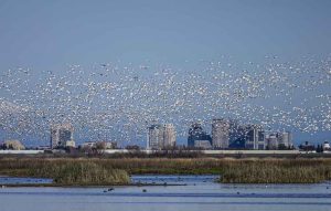 Snow Geese
