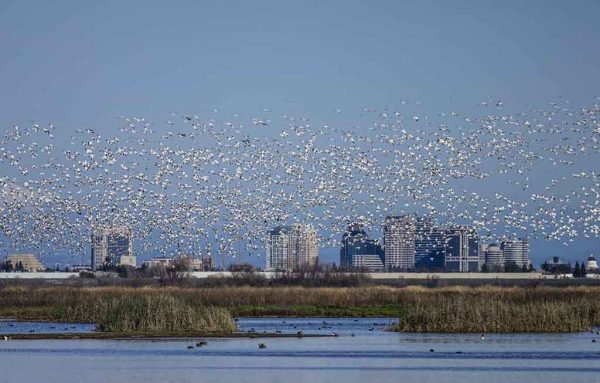 Snow Geese