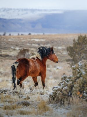 Mustang - Steeens Mountain, OR