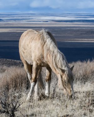 Steens Mustang - Looking West