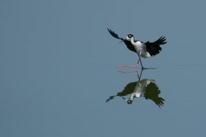 Stilt Ballet