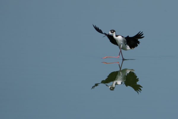 Stilt Ballet