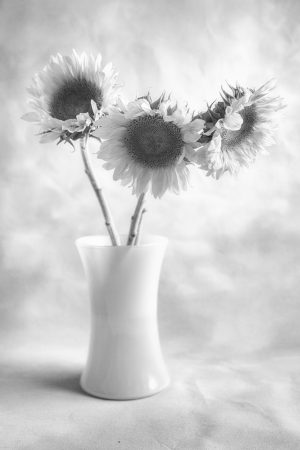 Sunflower Study #2