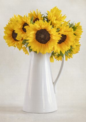 Sunflowers in White Pitcher