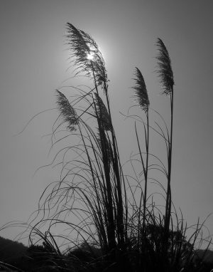 Sunlit Grasses