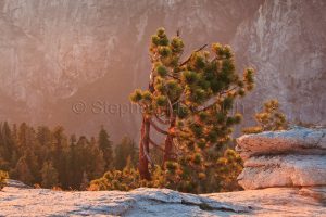 Sunset Light on Pine and Granite, Sentinel Dome, Yosemite National Park, California