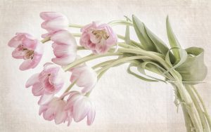 Sweetness Tulips
