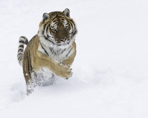 Tiger Run