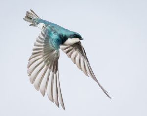 Tree Swallow
