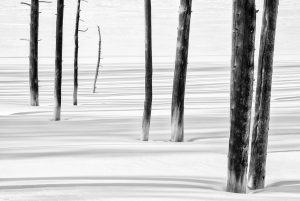 Tree Trunks and Shadows, Yellowstone NP