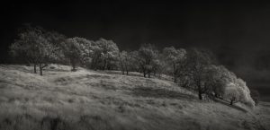 TREES OF PEÑA ADOBE
