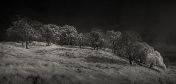 TREES OF PEÑA ADOBE