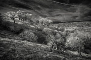 TREES OF PEÑA ADOBE (#2)