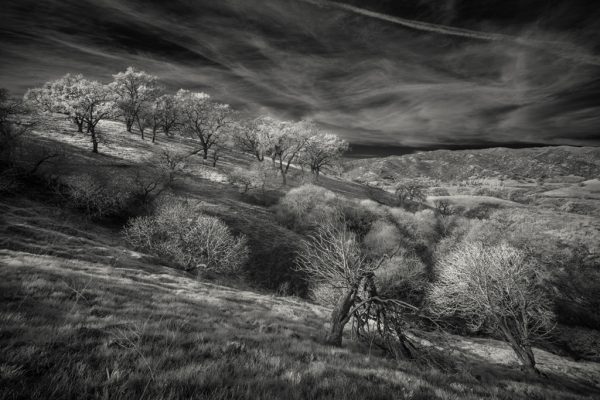 TREES OF PEÑA ADOBE (#2)