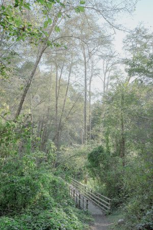 Trees, Van  Damme State Park