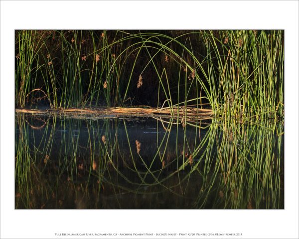 Tule Reeds, American River, Sacramento, CA