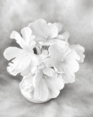 Tulip Study #1