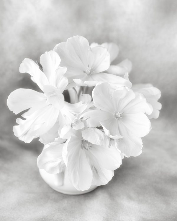 Tulip Study #1