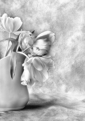 Tulip Study #5