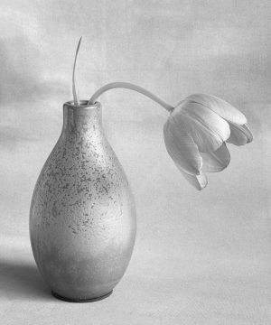 Tulip Study #6