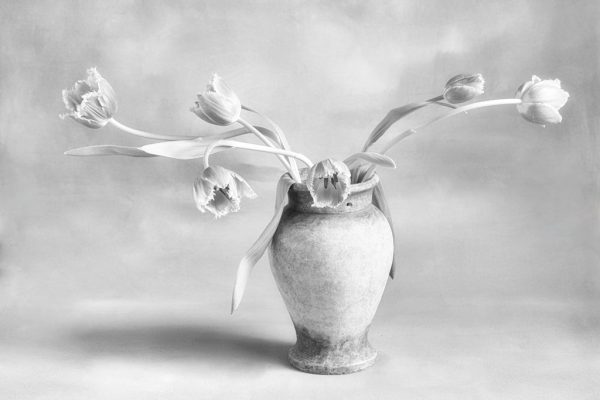 Tulip Study #8