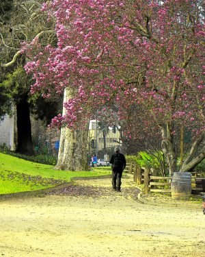 The Tulip Tree Trail