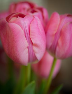 Tulip