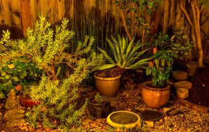 Twilight Garden