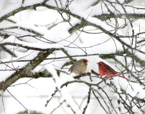 Two Cardinals
