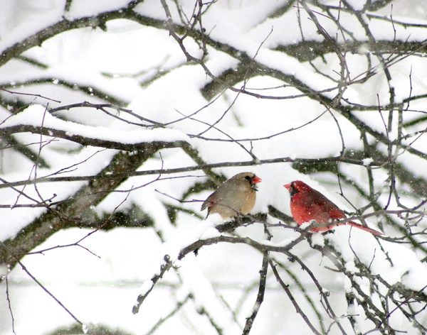 Two Cardinals