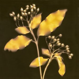 Viburnum #1