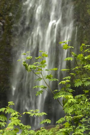 Vine Maple & Falls