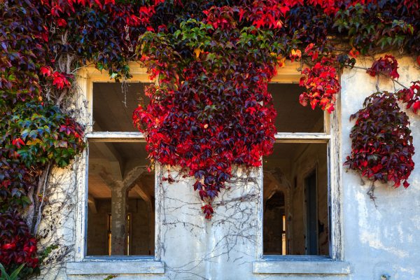Vines, Angel Island