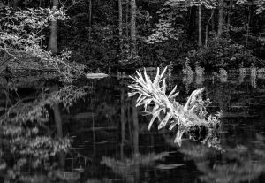 White Snag